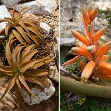 Aloe jawiyon Jabal Buzairi, Socotra ©JLcoll.4814.jpg